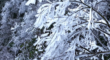 雲(yún)南鹽津：樹木掛上“冰雪糖霜”