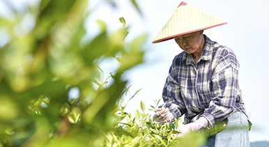 安徽銅陵：初夏采茶