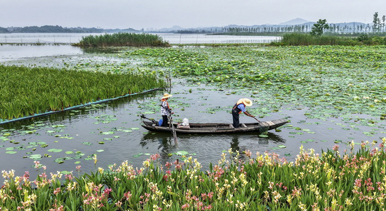 湖北浠水：策湖濕地護(hù)清波