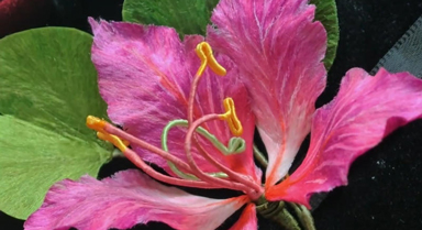 遠(yuǎn)觀丨星辰大海與一朵“紫荊花”